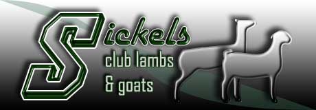 Sickels Club Lambs and Goats